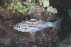 BD-150227-Gubal-Strait-7310-Cheilodipterus-macrodon-(Lacepède.-1802)-[Largetoothed-cardinalfish].jpg